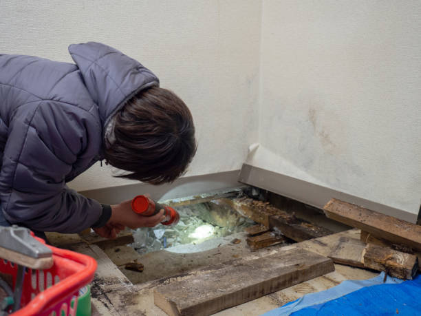 Best Mold Removal for HVAC Installations  in Whitmore Lake, MI