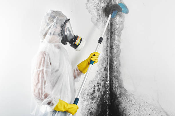 Asbestos and Lead Testing During Mold Inspection in Whitmore Lake, MI