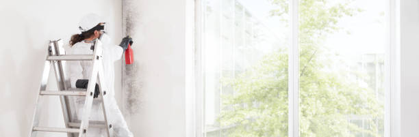 Best Attic Mold Removal  in Whitmore Lake, MI